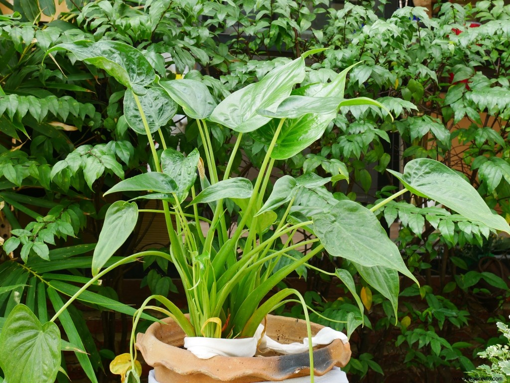 7 grandes plantas frondosas de interior que darán vida a tu hogar 