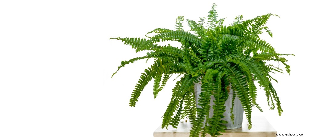 7 grandes plantas frondosas de interior que darán vida a tu hogar 