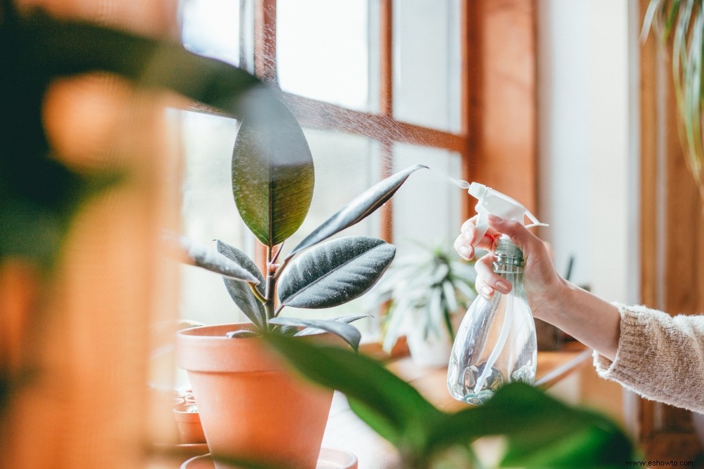 7 grandes plantas frondosas de interior que darán vida a tu hogar 