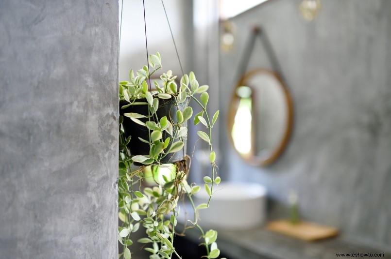 Las mejores plantas de interior para refrescar tu baño 