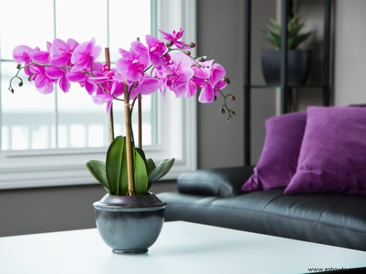 5 maneras de hacer que su hogar huela tan fresco como el aire libre 