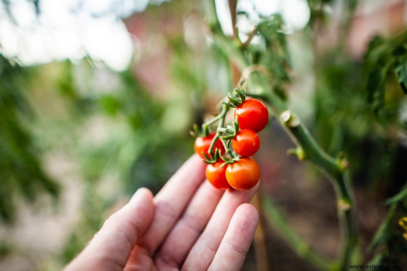 Cómo convertir los desechos de la cocina en un delicioso jardín de vegetales 