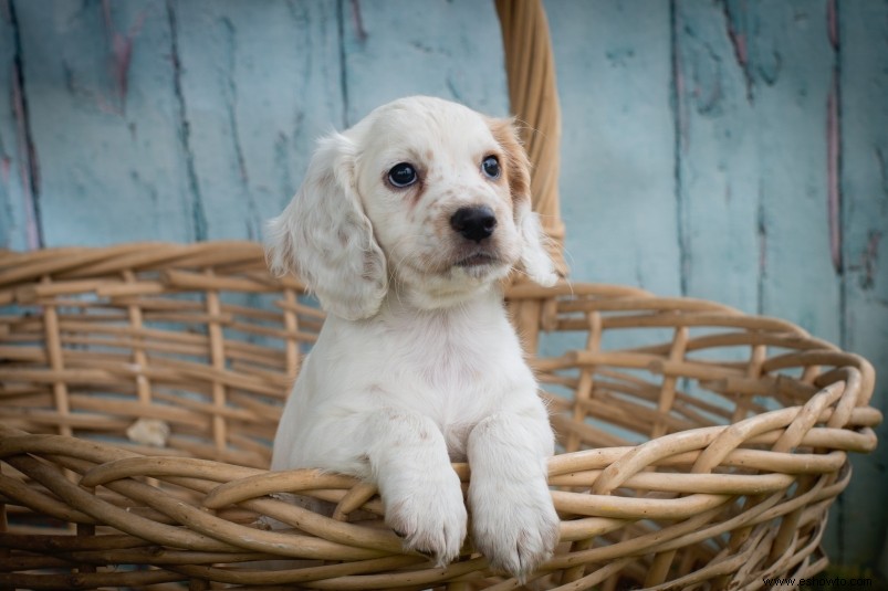 6 consejos de expertos para introducir un cachorro en tu hogar 