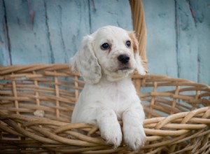 6 consejos expertos para integrar un cachorro en tu hogar con éxito