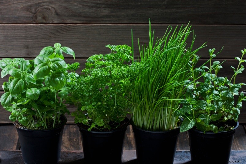 Cómo cultivar tus propias hierbas en interiores 