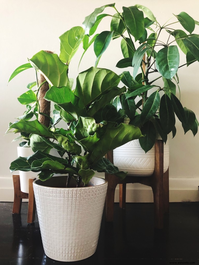 5 plantas de interior con poca luz perfectas para habitaciones con poca luz 