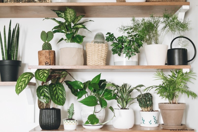 5 plantas de interior con poca luz perfectas para habitaciones con poca luz 