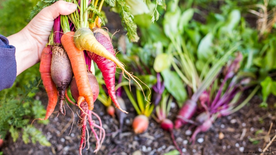 4 verduras de otoño e invierno que deberías plantar en tu jardín ahora 