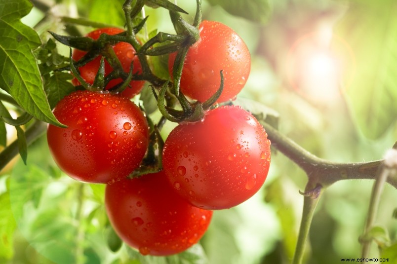Conserve sus tomates adicionales con este truco súper simple 