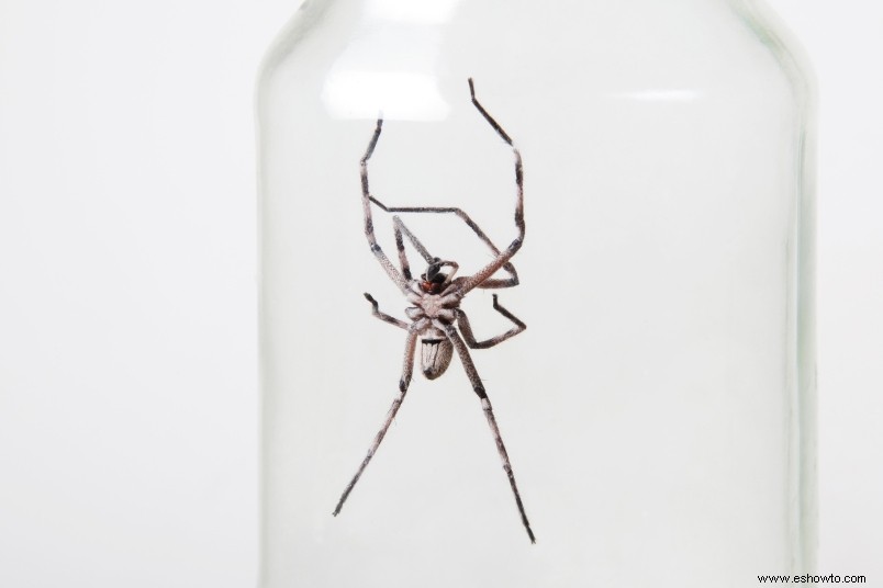 ¿Lidiar con una plaga de arañas? Aquí está cómo deshacerse de ellos 