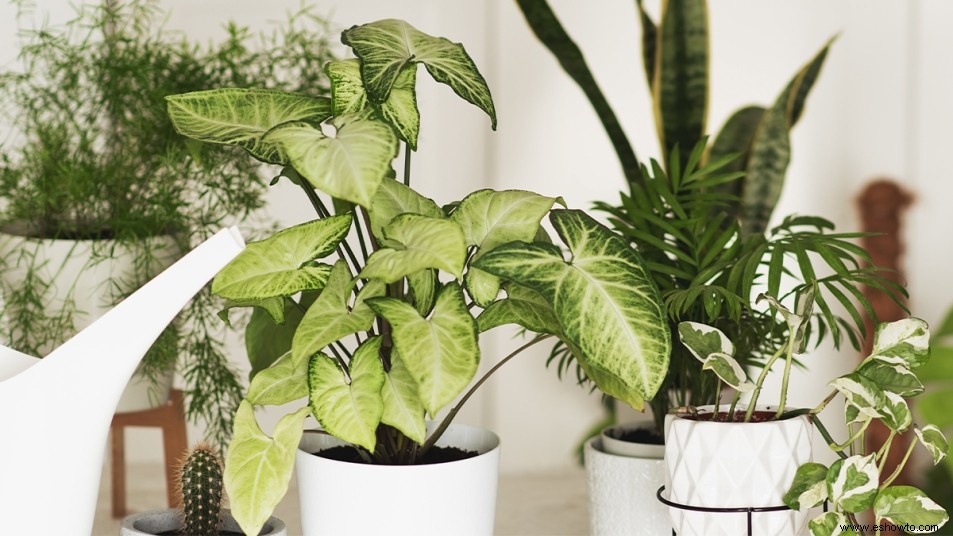 3 plantas de interior que agregarán brillo y aire fresco a cualquier habitación 