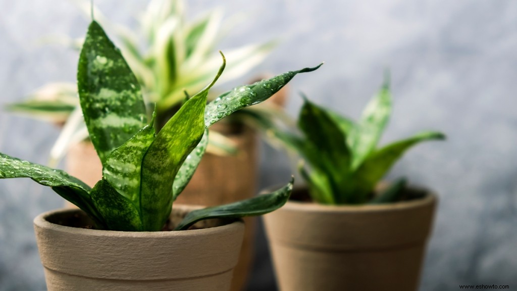 3 plantas de interior que agregarán brillo y aire fresco a cualquier habitación 