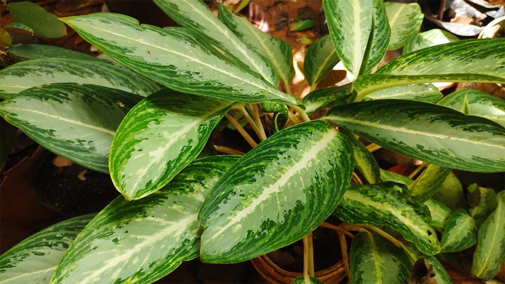 3 plantas de interior que agregarán brillo y aire fresco a cualquier habitación 