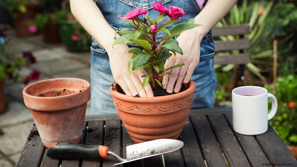 Cómo elegir la maceta adecuada para todas sus plantas de interior 