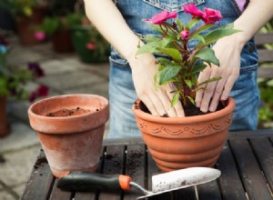 Guía experta: Cómo elegir la maceta perfecta para tus plantas de interior