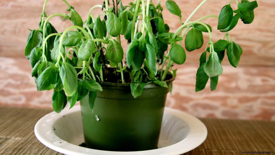 Revive las plantas de interior tristes y marchitas con este sorprendente alimento básico para el desayuno 