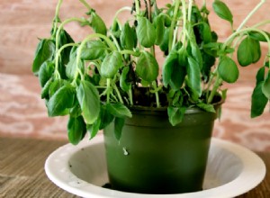 Revitaliza tus plantas de interior marchitas con avena: un fertilizante natural respaldado por expertos