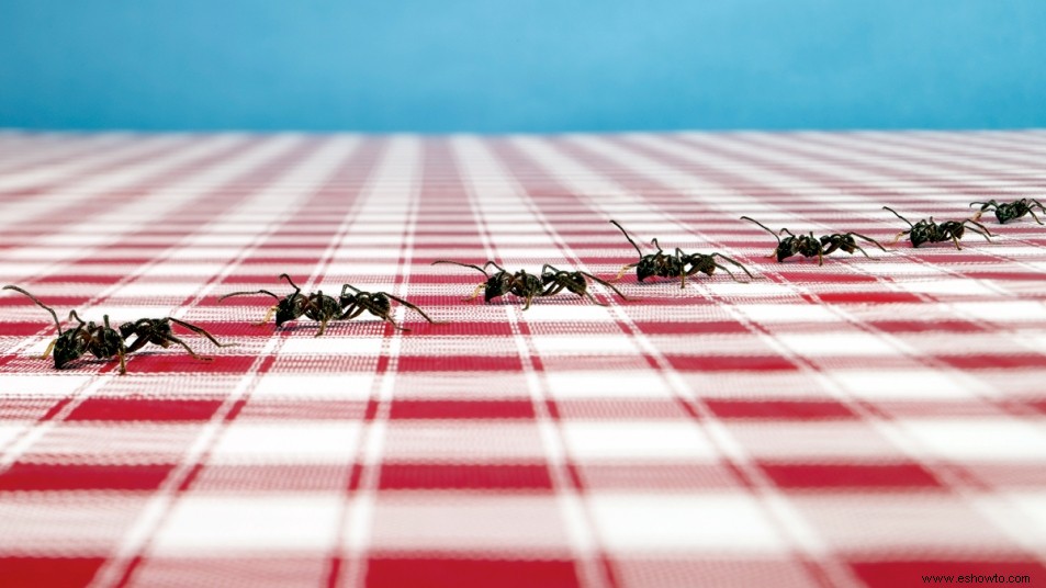 5 formas naturales de deshacerse de las hormigas que realmente funcionan 
