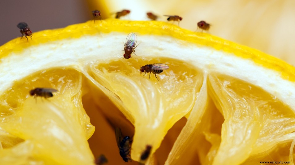 Cómo deshacerse de las moscas de la fruta y asegurarse de que se mantengan alejadas para siempre 