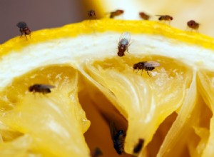 Cómo deshacerse de las moscas de la fruta y asegurarse de que se mantengan alejadas para siempre 