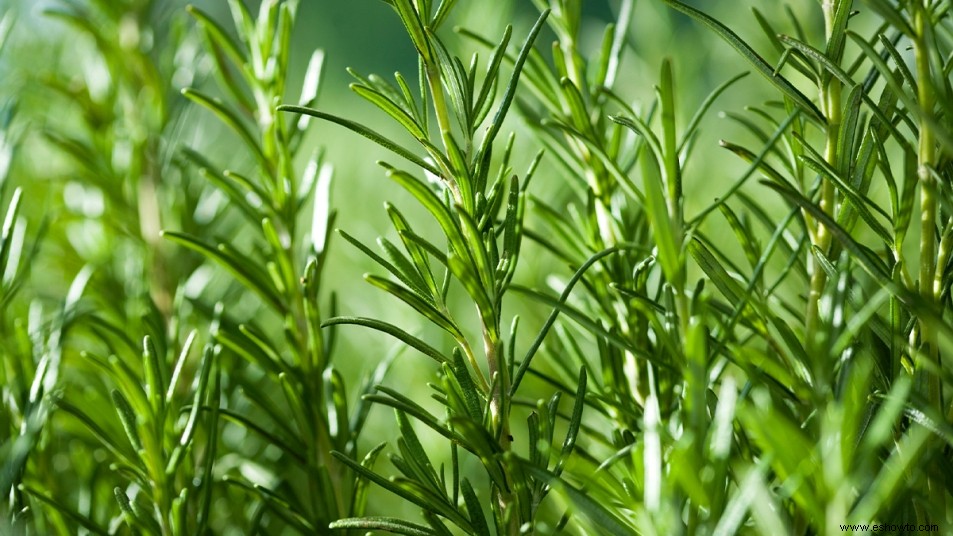 Cómo cultivar romero en casa a partir de un esqueje 