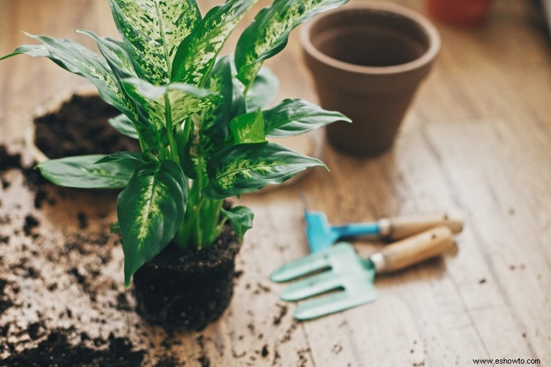 Cómo trasplantar fácilmente y con cuidado una planta de interior en maceta 