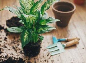 Guía paso a paso para trasplantar plantas de interior de forma fácil y segura