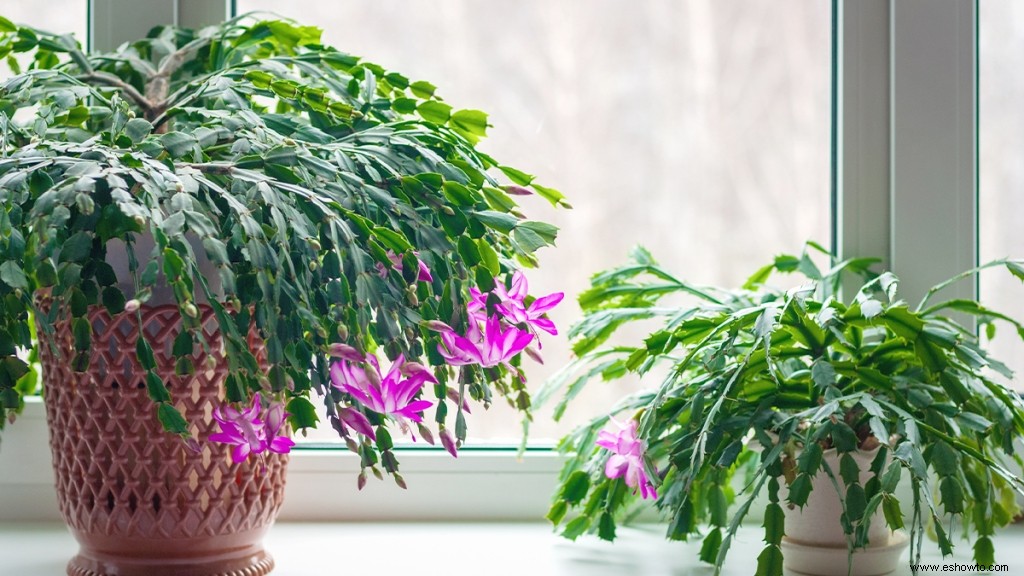 6 plantas de interior que prosperarán (y alegrarán) tu baño 