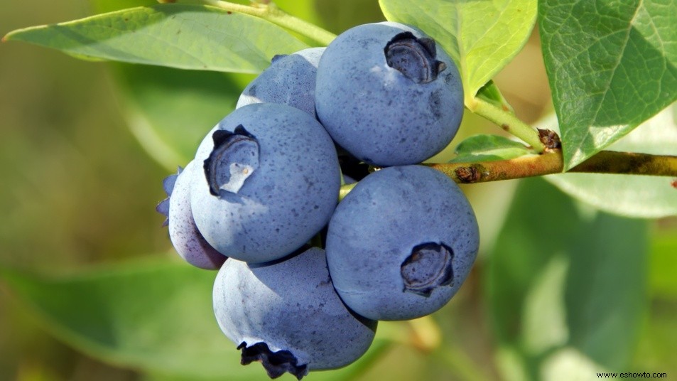 Puedes cultivar tu propio arbusto de arándanos a partir de una sola baya 