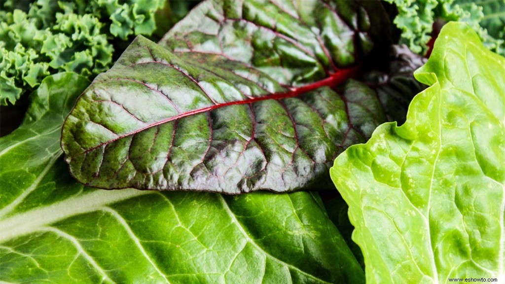 4 verduras de hoja verde que son fáciles de cultivar en casa 