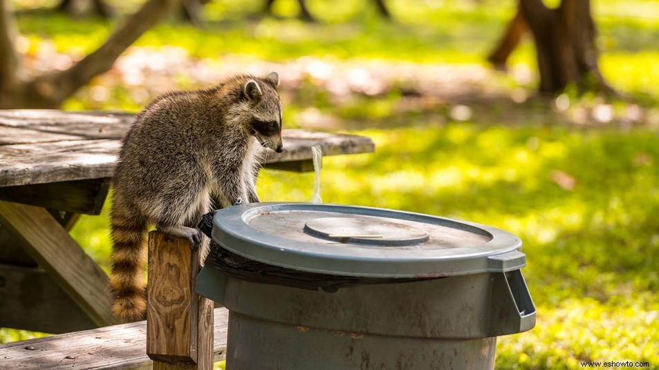 Cómo mantener a los mapaches fuera de la basura con un artículo de despensa común 