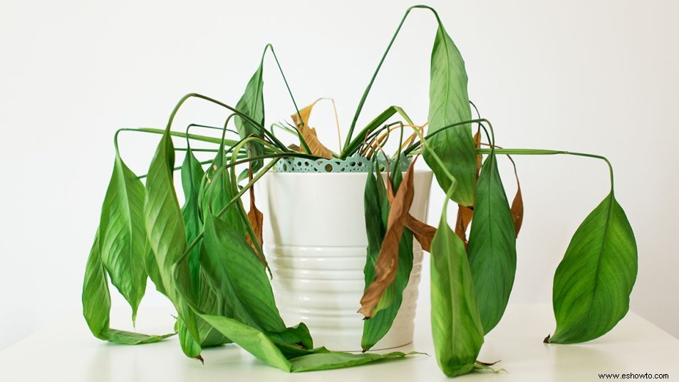 Prueba este sencillo truco para prevenir la pudrición de la raíz si las plantas de tu casa tienen problemas 