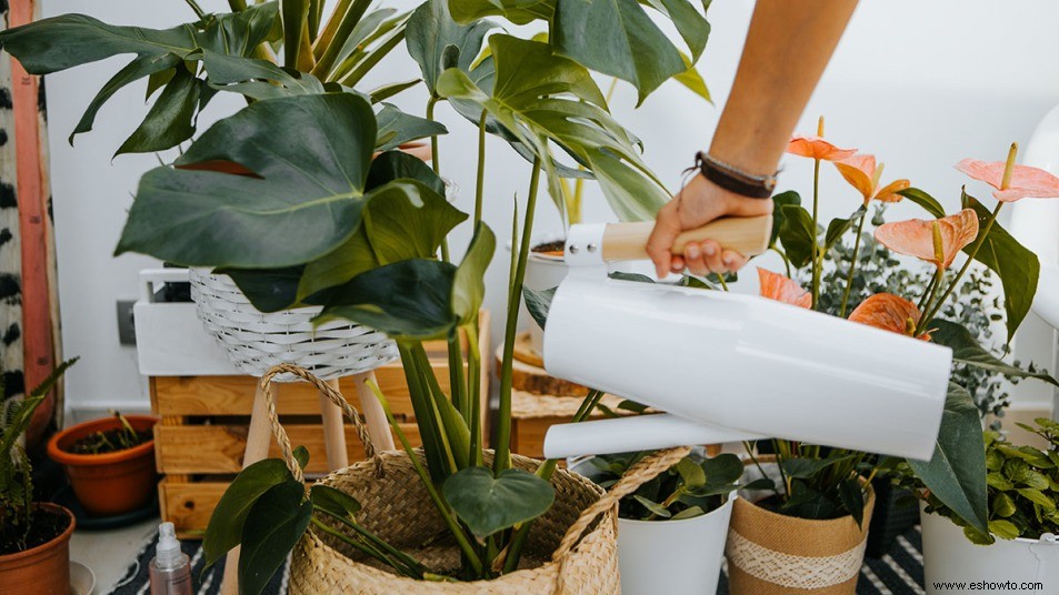 Cómo mantener vivas tus plantas durante el invierno, ya sea que estén al aire libre o en tu casa 