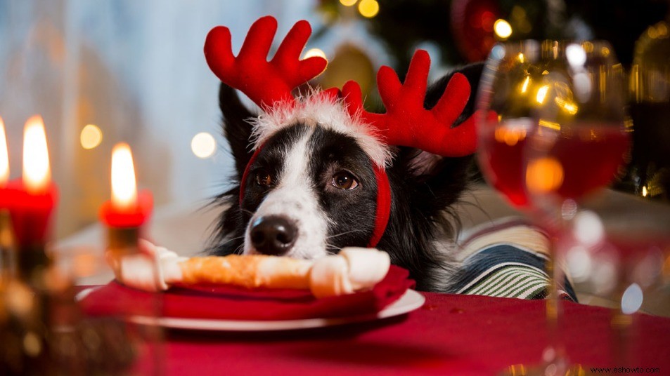 Nunca alimente a su perro con estos alimentos, sin importar cuánto pidan 