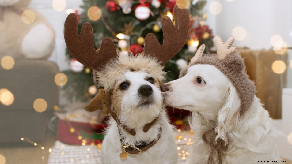 ¿Llevar a su mascota a una reunión festiva? Aquí está cómo hacer que funcione sin problemas 