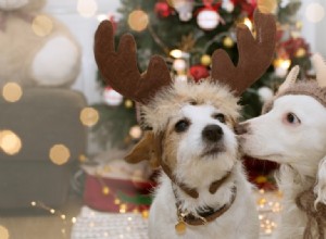 ¿Llevar a su mascota a una reunión festiva? Aquí está cómo hacer que funcione sin problemas 