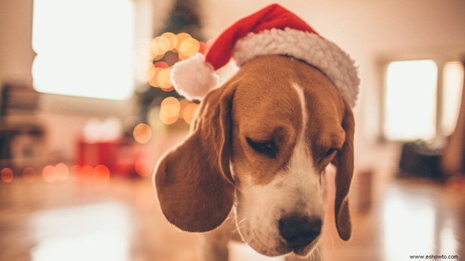 4 maneras de hacer que dejar a tu mascota ansiosa en casa durante las vacaciones sea más fácil 