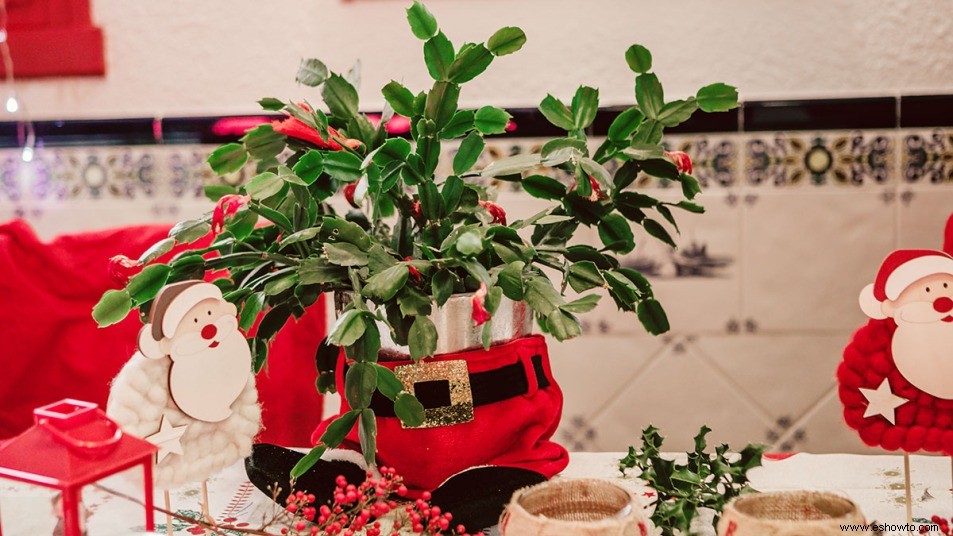 ¿Problemas para dormir? Esta hermosa planta de interior navideña podría ayudar 