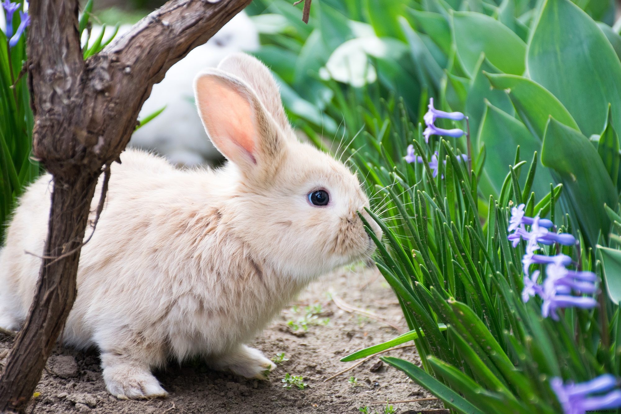 Cómo mantener a los animales fuera de su jardín 