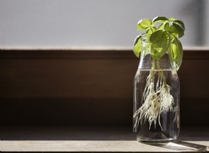 9 Plantas Fáciles de Cultivar en Agua: Hidroponía Casera Sin Tierra