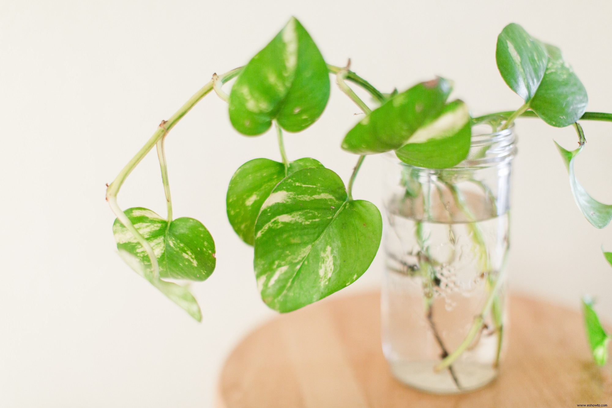 9 plantas que puedes cultivar en el agua, sin necesidad de tierra 