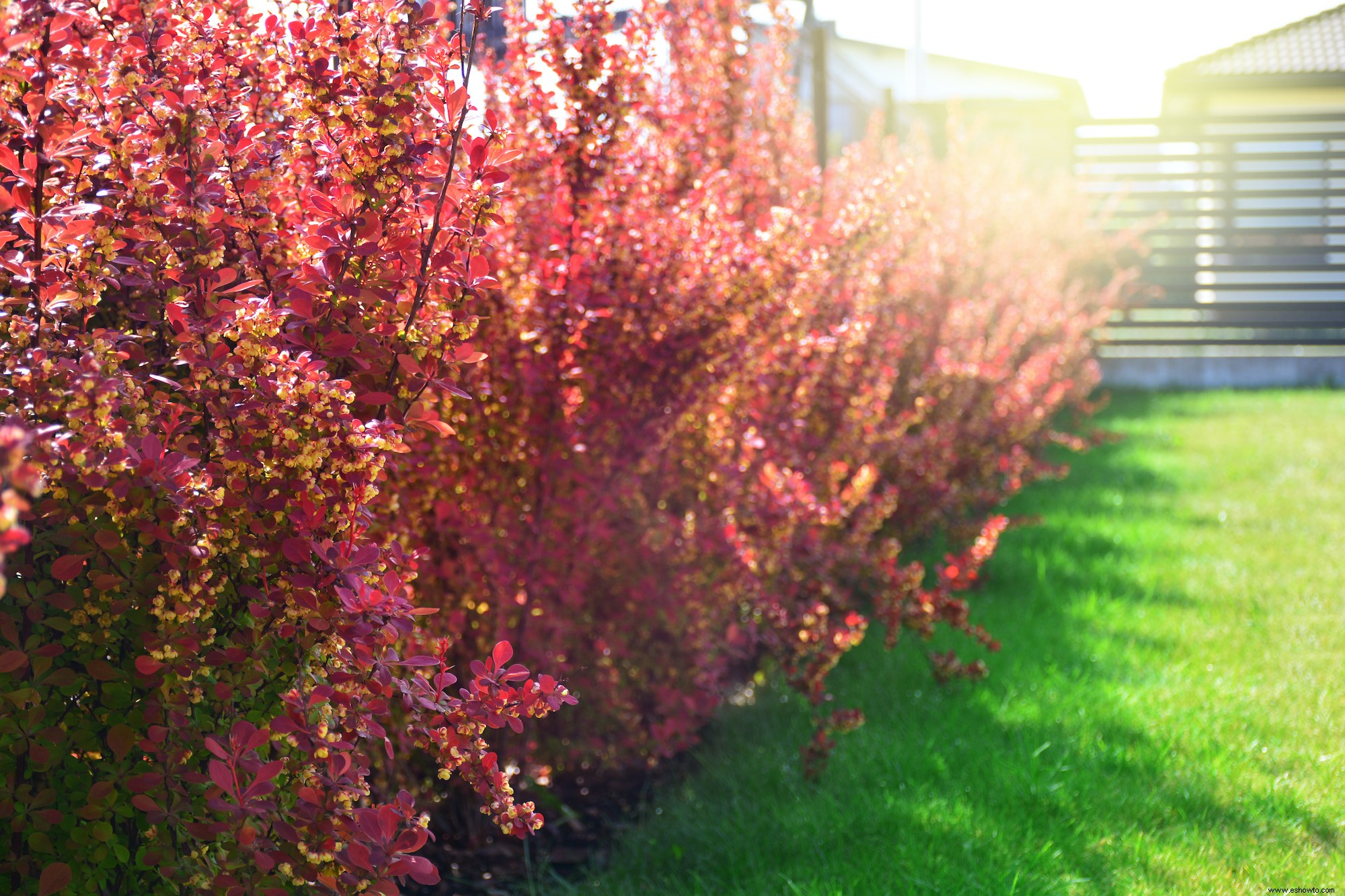 5 plantas populares que nunca deberías cultivar en tu jardín 