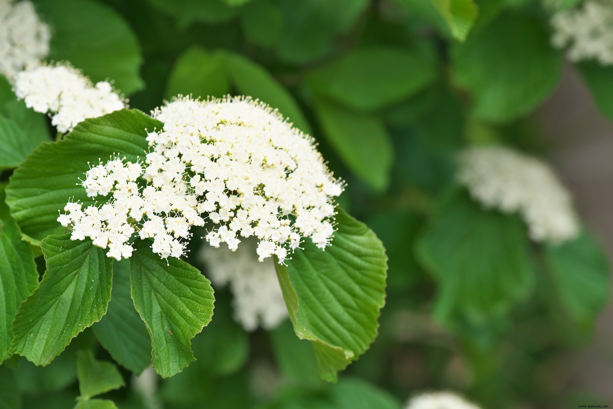 5 plantas populares que nunca deberías cultivar en tu jardín 