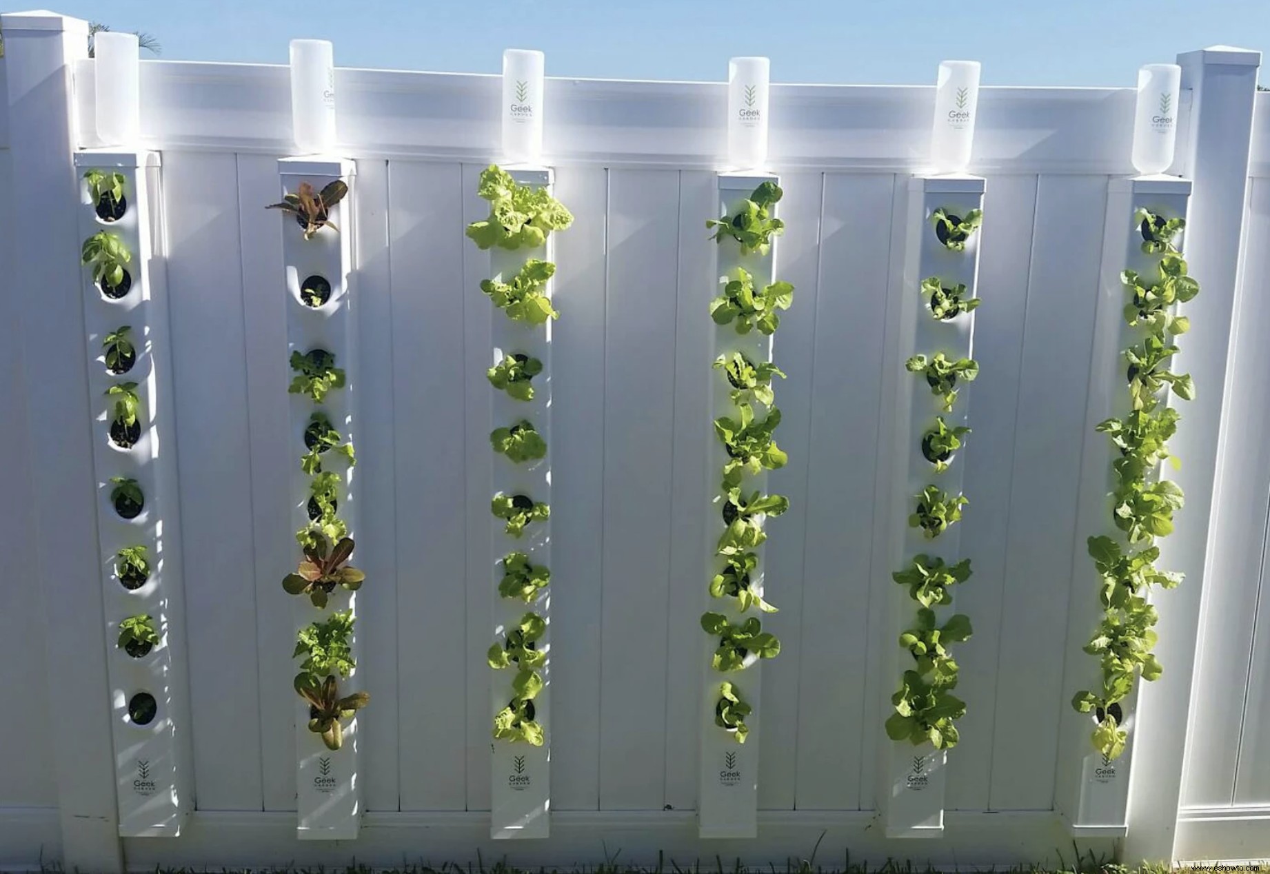 La agricultura vertical es una forma de ahorrar espacio para cultivar frutas y verduras en el hogar:así es como 