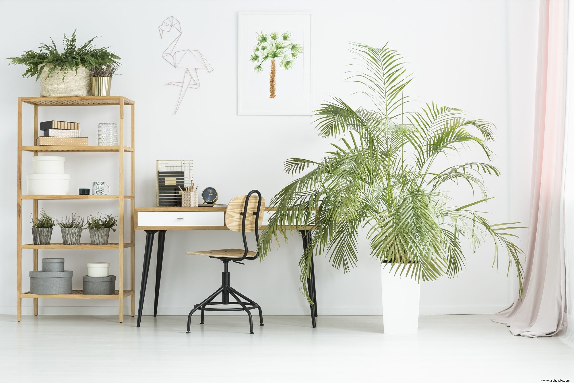 10 tipos de palmeras que puedes cultivar en interiores 