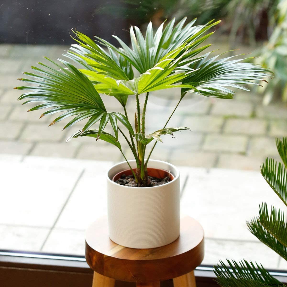 10 tipos de palmeras que puedes cultivar en interiores 