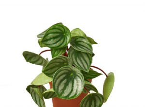 10 imitaciones de plantas de Birkin que son igual de lindas y mucho más fáciles de encontrar 