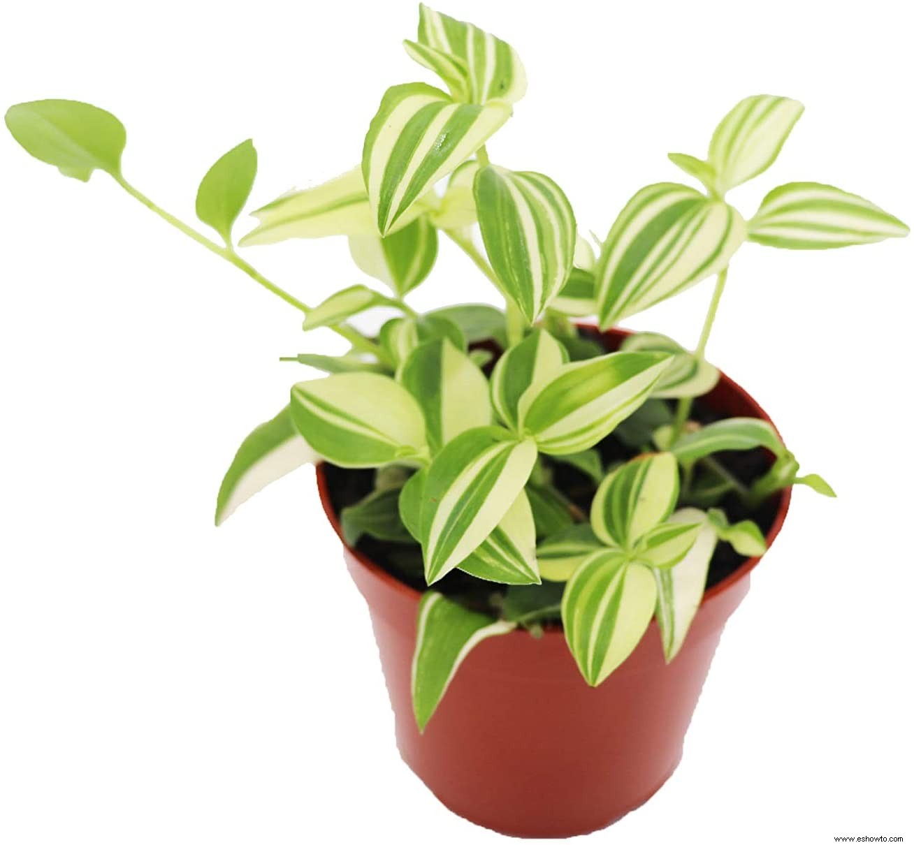 10 imitaciones de plantas de Birkin que son igual de lindas y mucho más fáciles de encontrar 