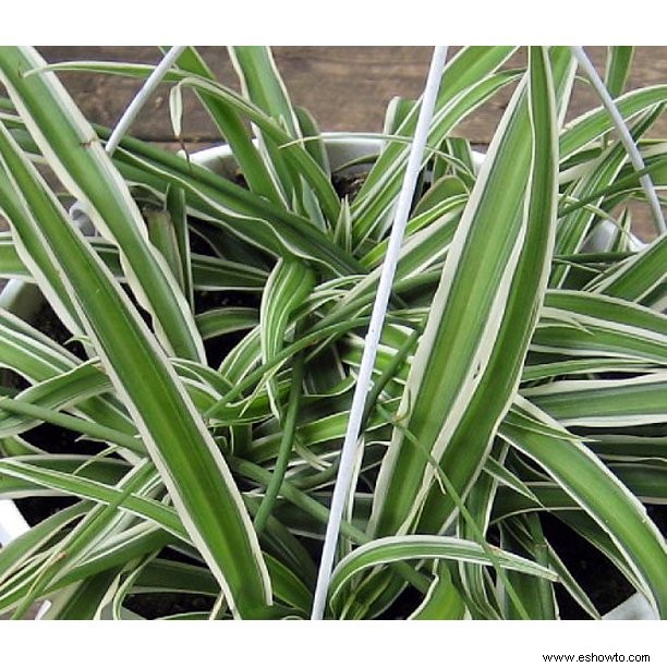10 imitaciones de plantas de Birkin que son igual de lindas y mucho más fáciles de encontrar 