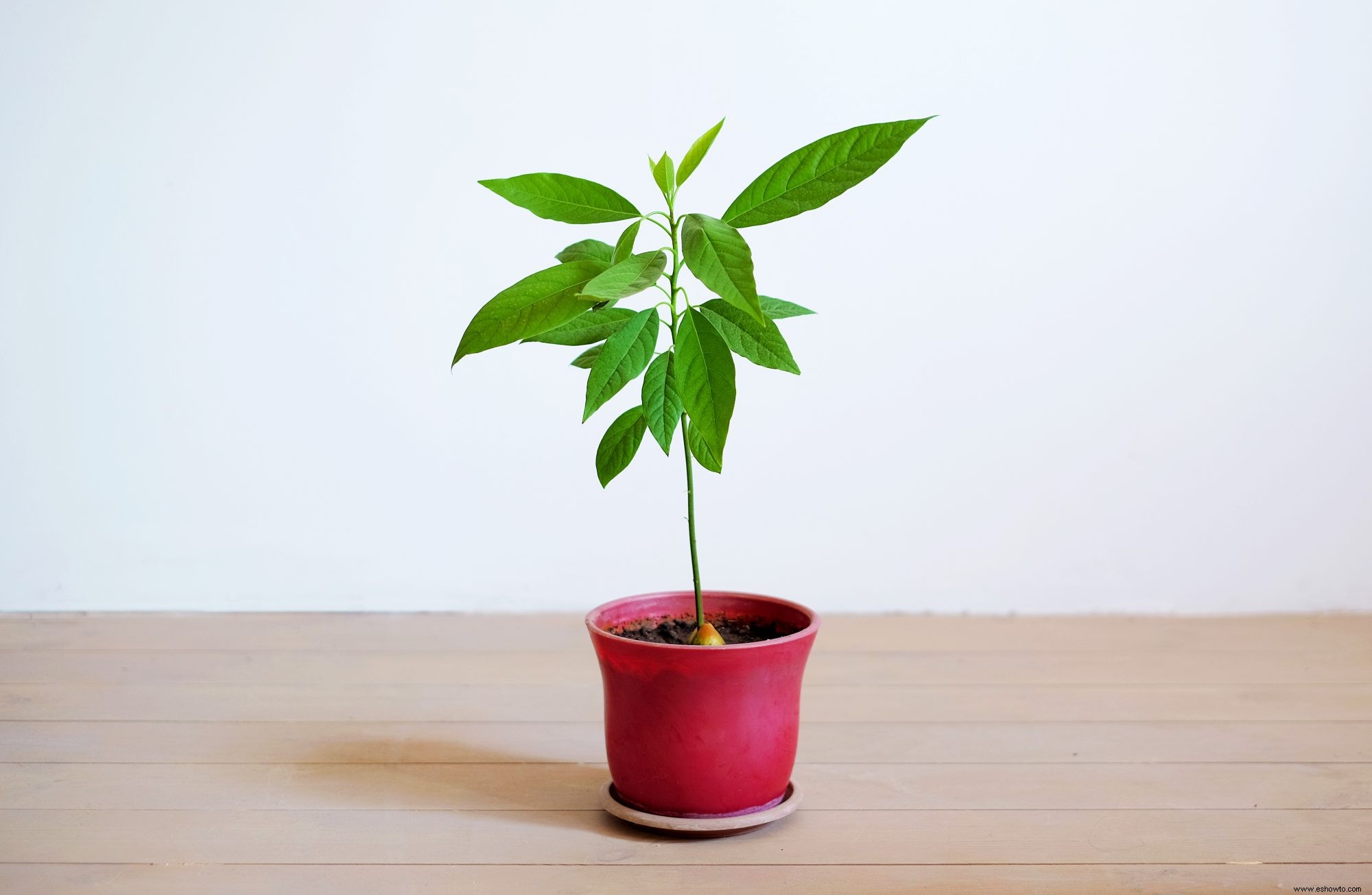 2 Maneras Fáciles de Cultivar una Planta de Aguacate en Interiores 